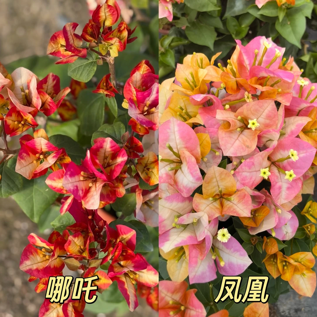 (哪吒+凤凰)三角梅袋苗勤花易养四季开花 不带花