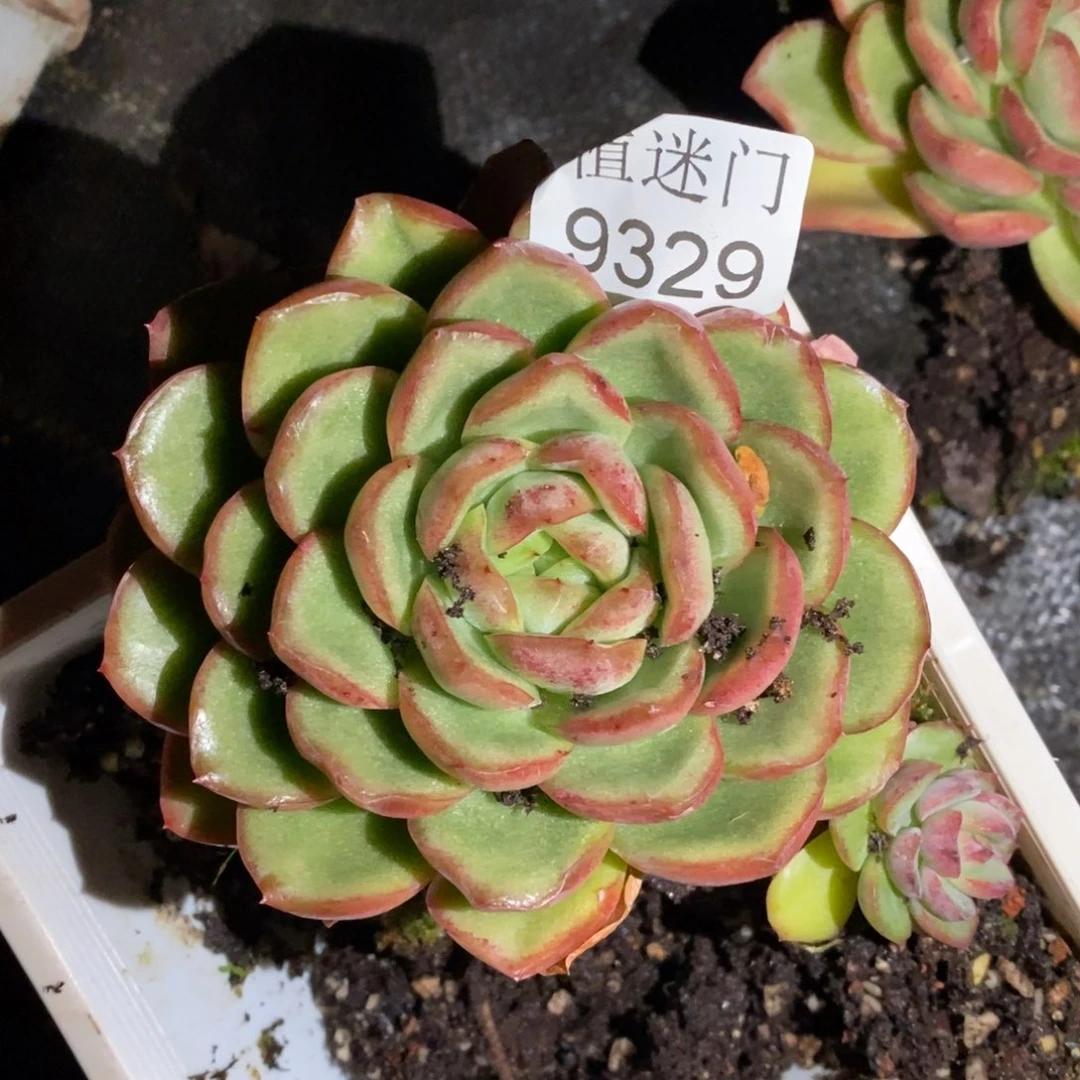 细***薇杂交精品多肉9329~9厘米