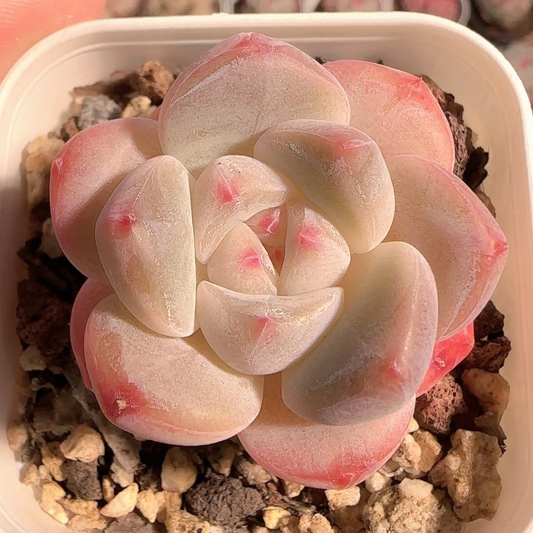 多肉1206-65粉色奇缘