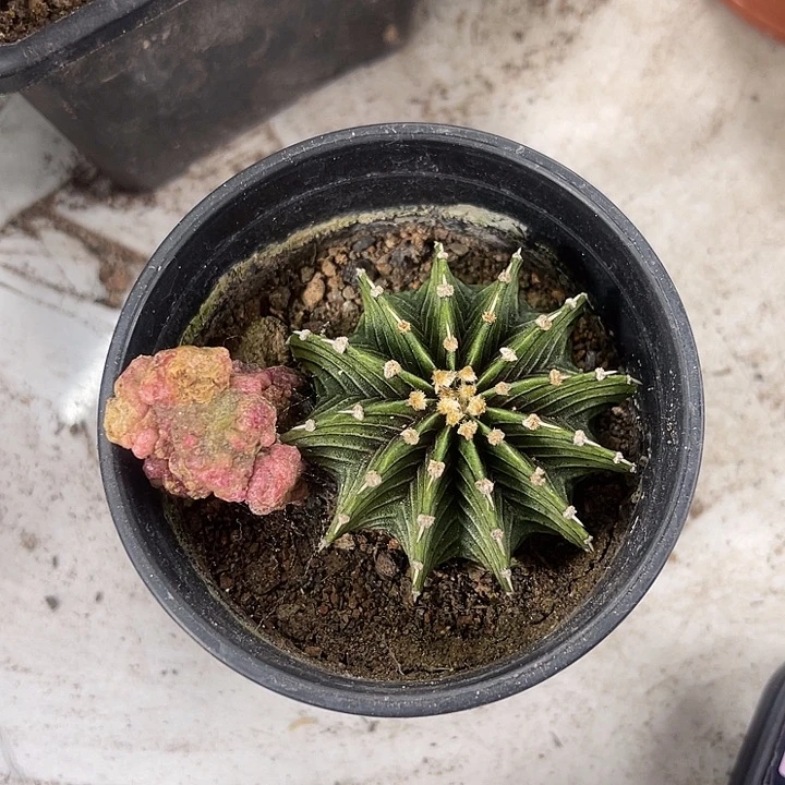 仙人球开花上仙人球