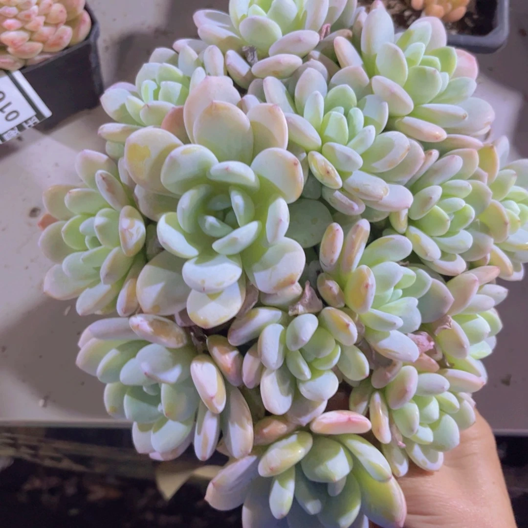 冷香01189多肉植物