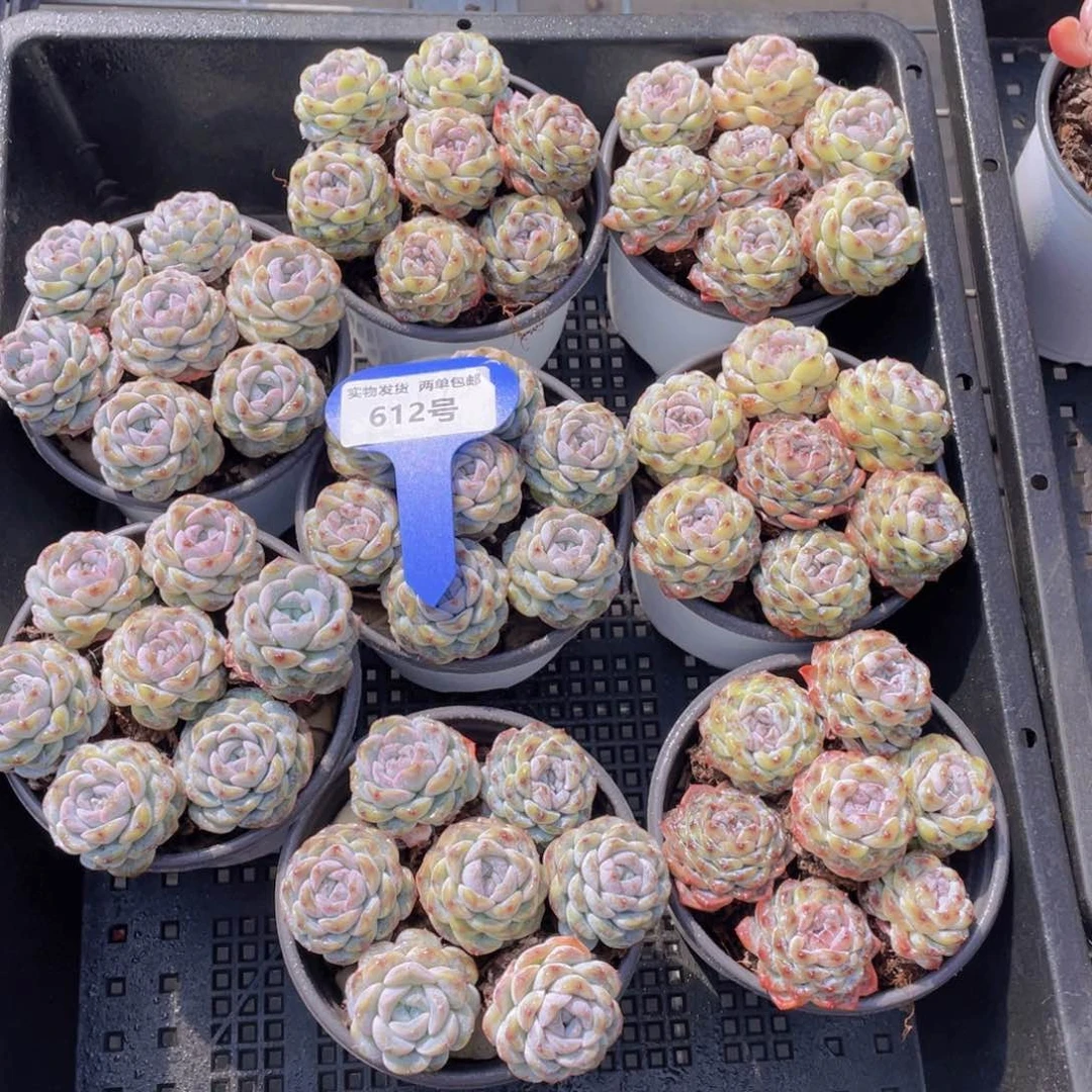 612号卡布奇诺组合七个