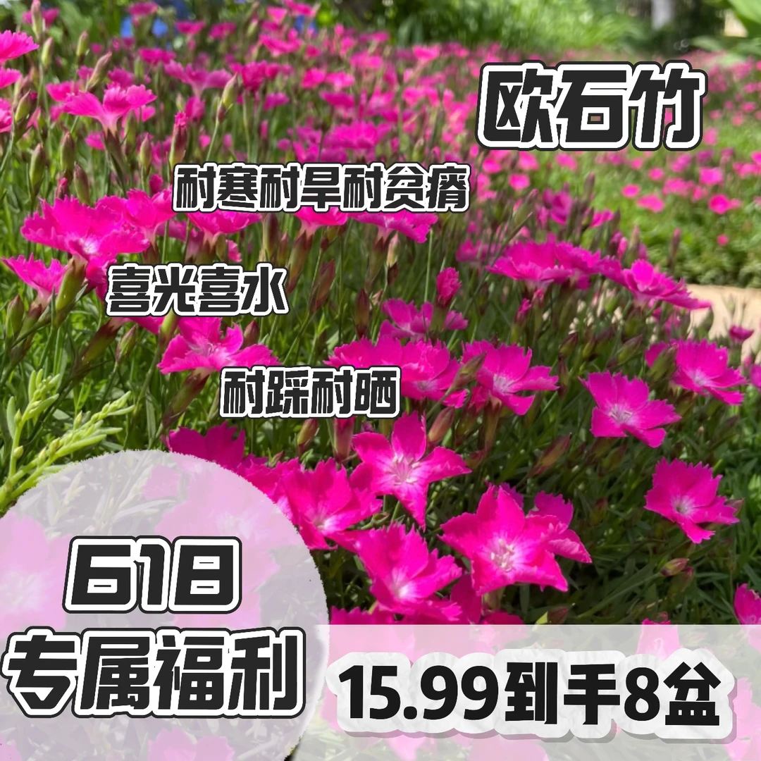 【欧石竹】8盆110口径耐踩耐寒地被植物