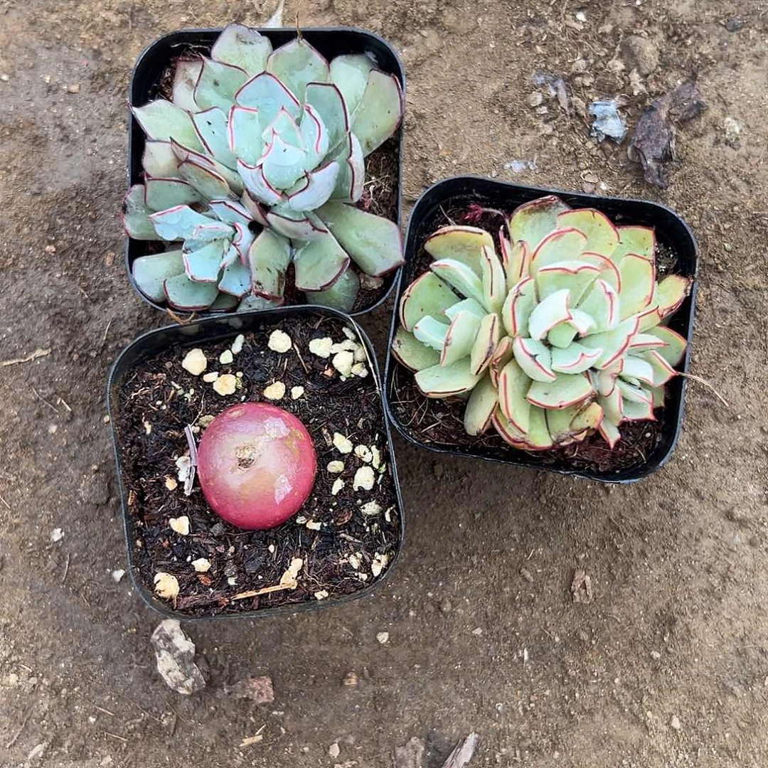 上****3多肉植物三颗肉肉
