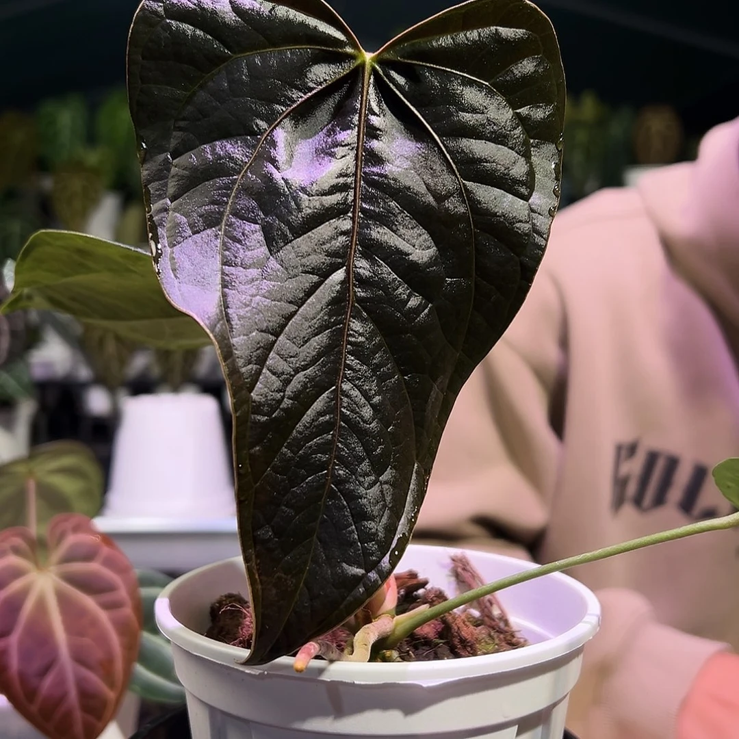 完全开放女王之心