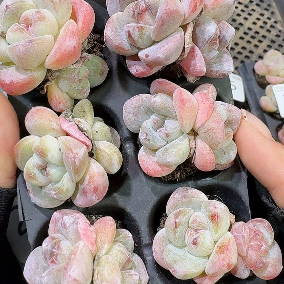 286 号到手1框一物一拍