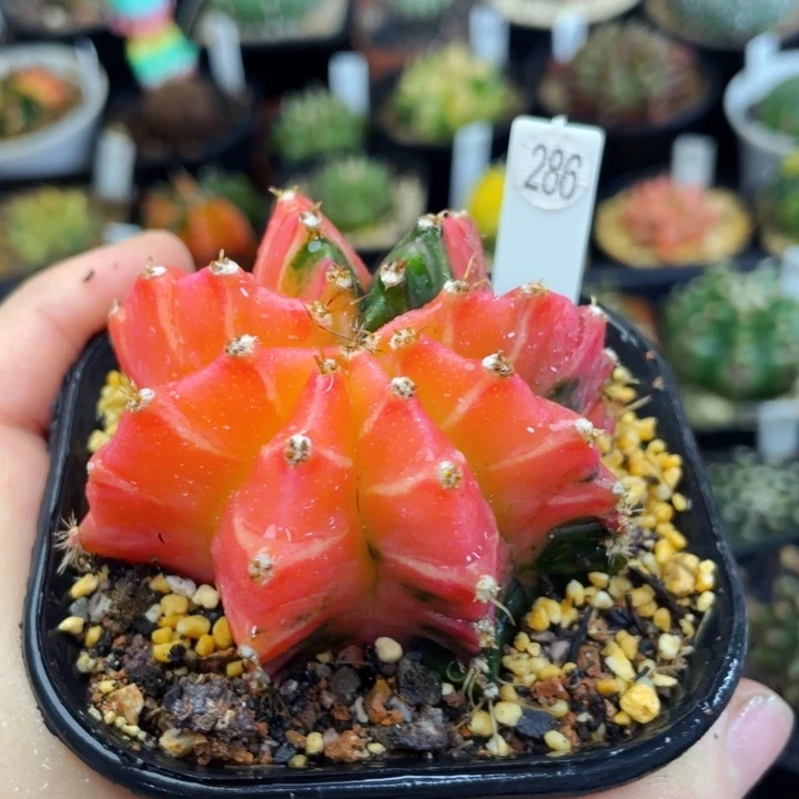 盆5公分满25包邮裸根发货