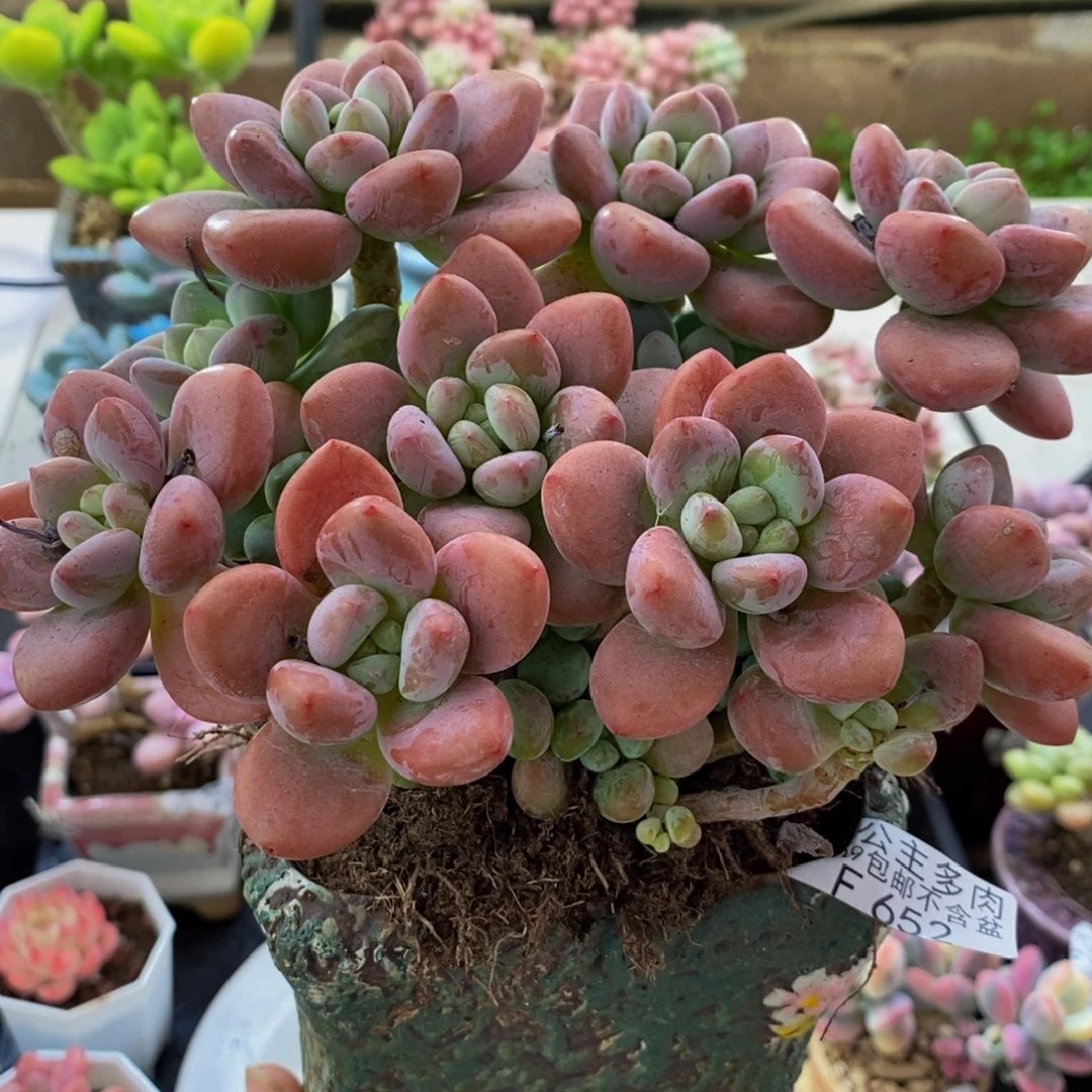 652樱花洛神15cm多肉