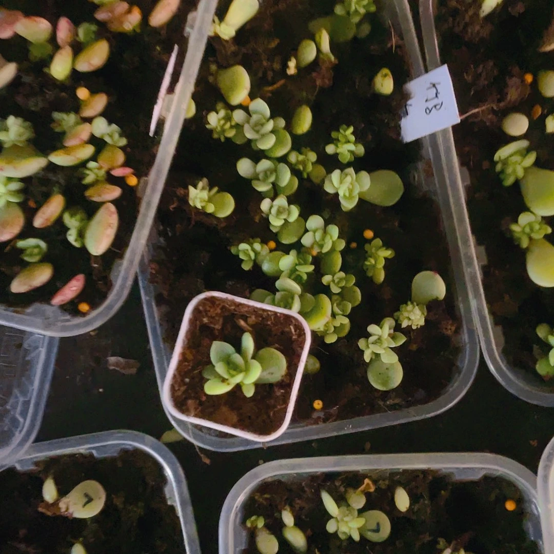 竹马小中苗盆一个满25包邮