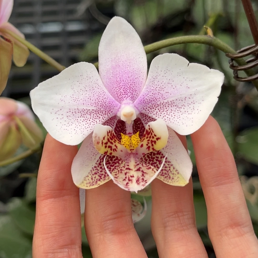 无花朵2.5寸西交白开花株