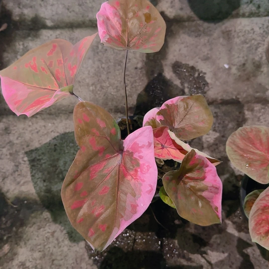 186-0626泰國發貨