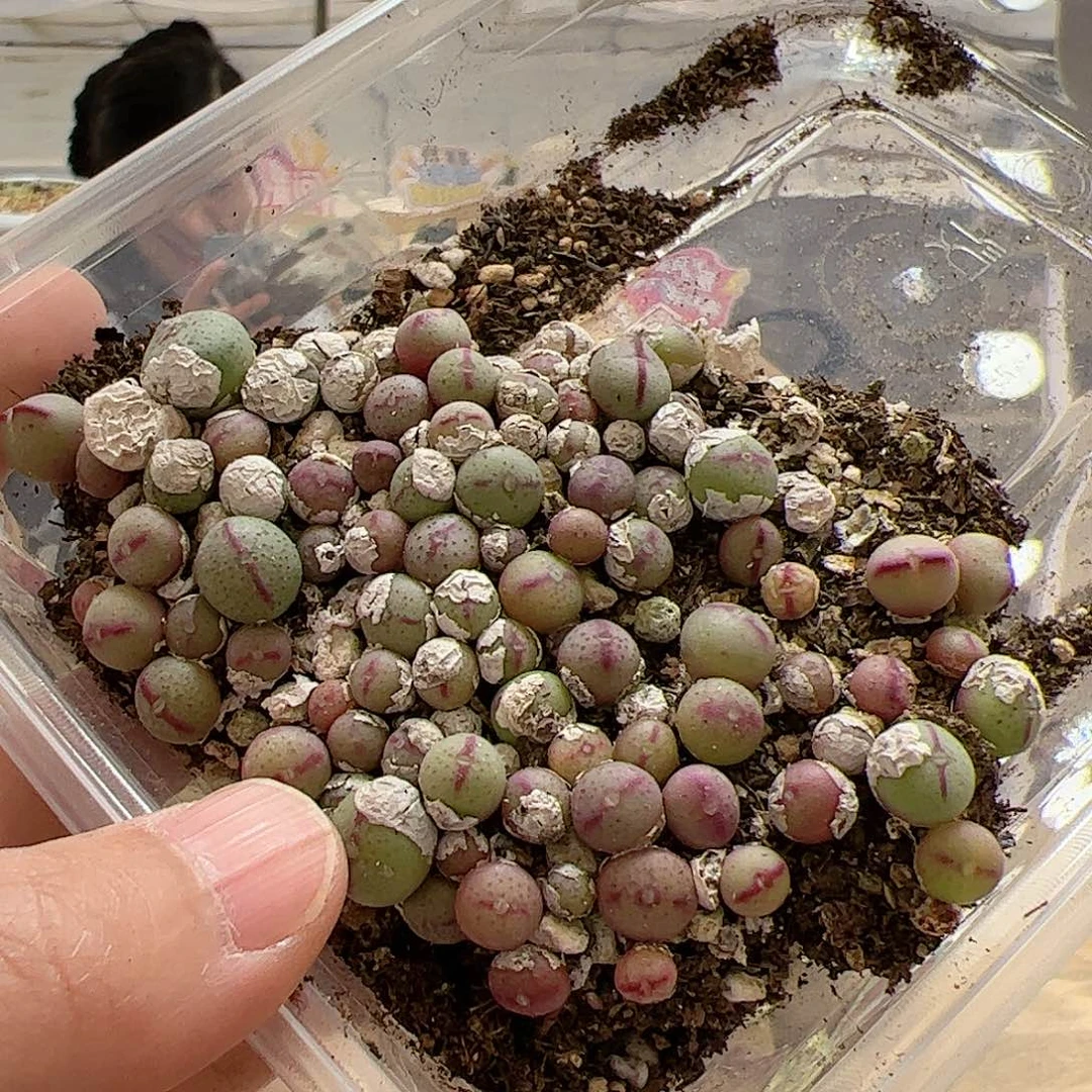 【闪购商品】211 少将