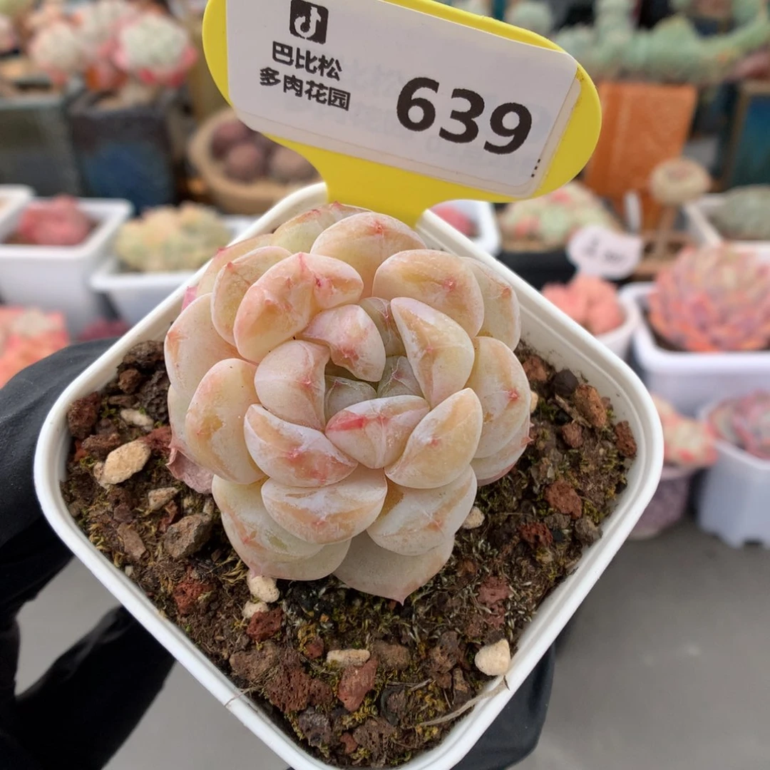 639 糖心多肉多肉