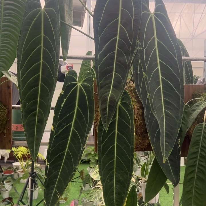 不开花植物个体上板金边火鹤后母本