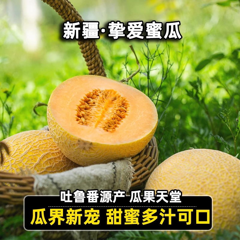 鑫选 新疆瓜界新宠挚爱蜜瓜5-7斤 香甜脆爽新鲜采摘爆汁 顺丰空运
