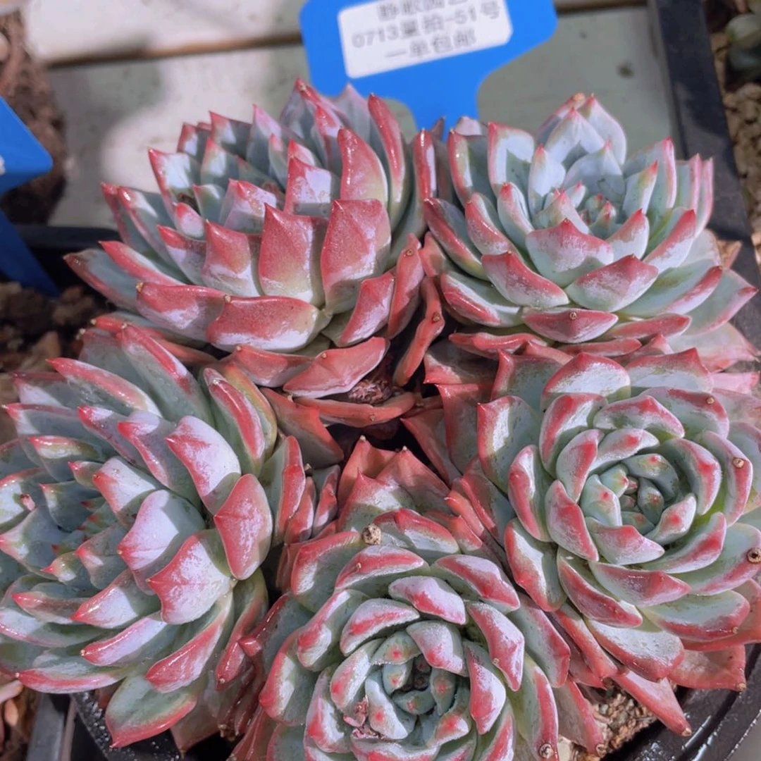 0713-51-粉蓝鸟老桩大群生一颗