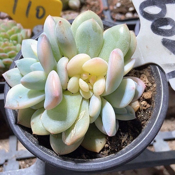 多肉植物梦露锦6029