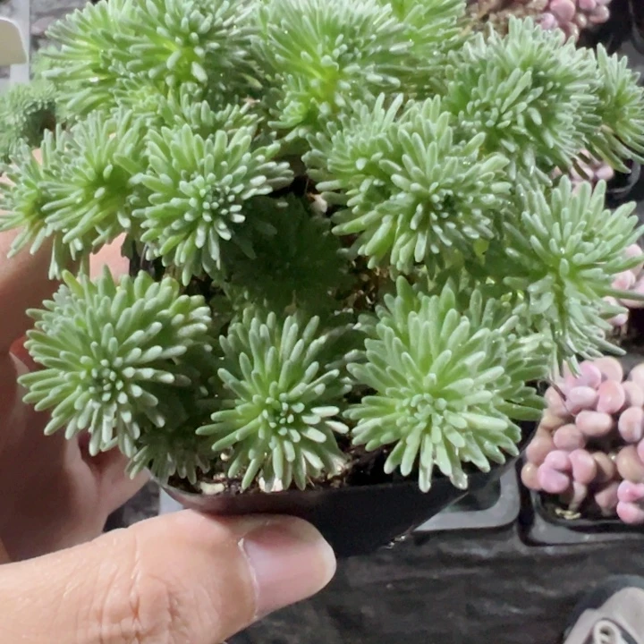 球松精品多肉植物大战