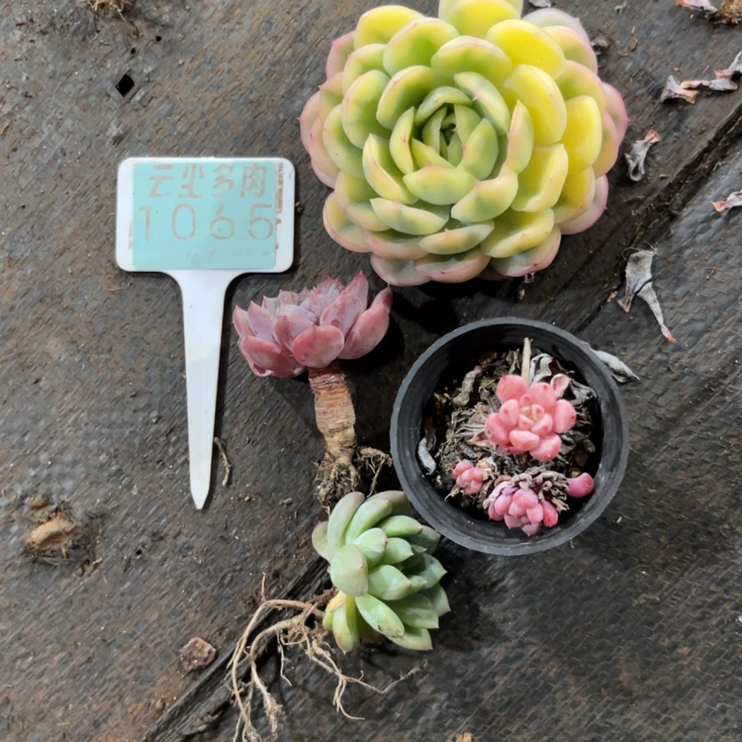 云尘多肉一物一拍1065