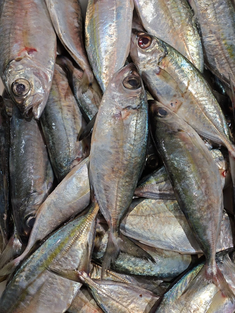 巴浪鱼 新鲜海捕 现称顺丰 2500g