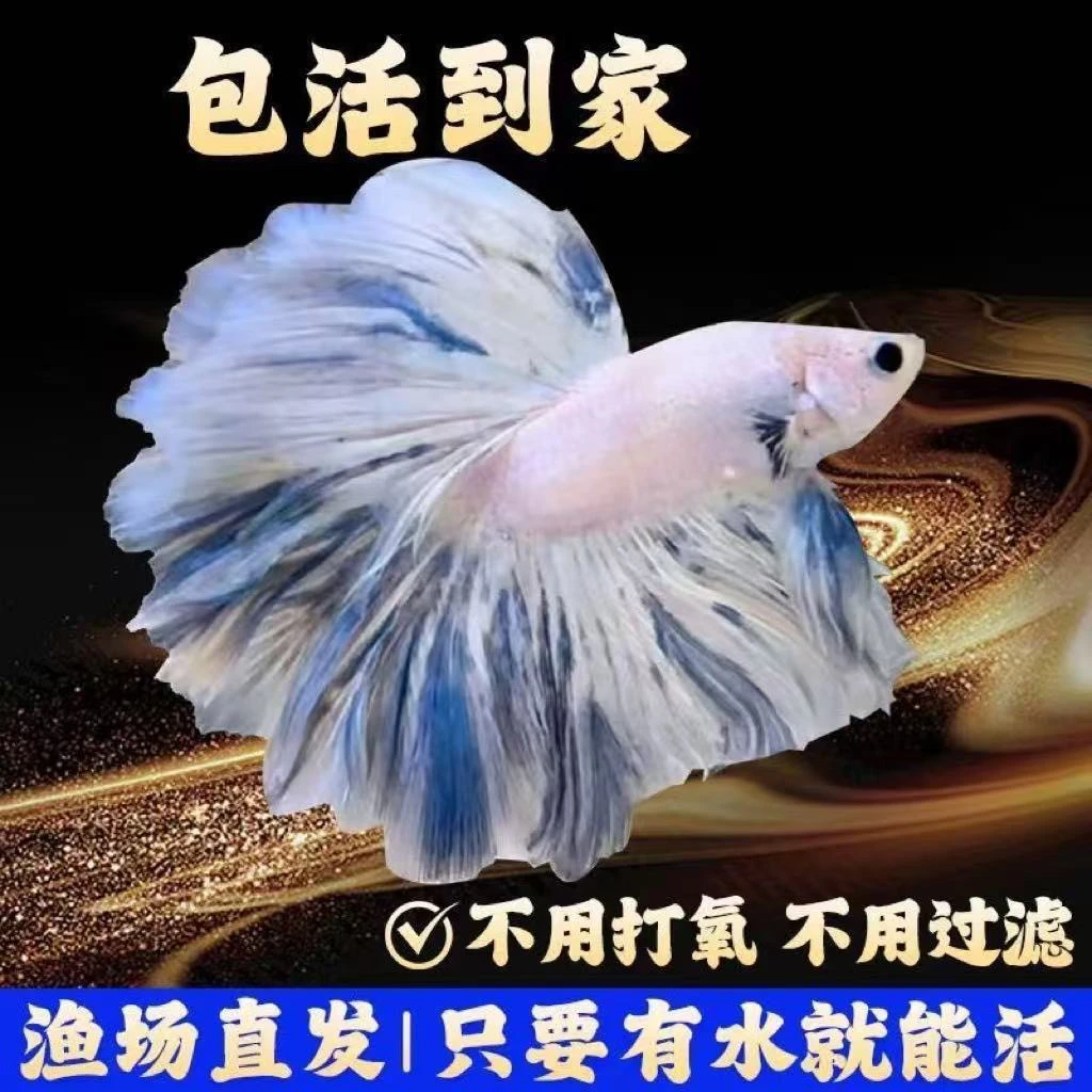 网红泰国斗鱼无需打氧半月狮王好养观赏鱼宠物热带淡水活体观赏鱼