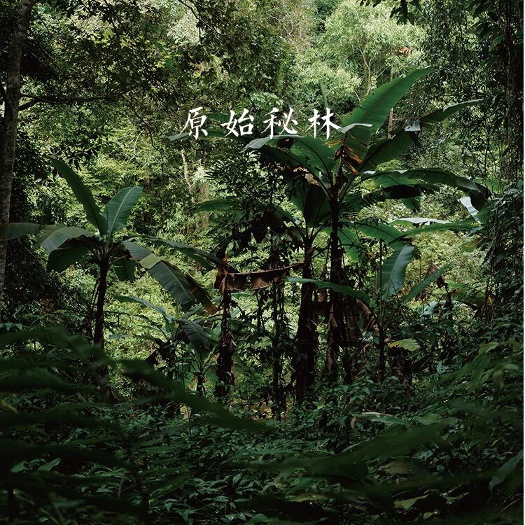 泊语瓮仓开仓临时链接.【2020年麻黑茶王地古树36g】