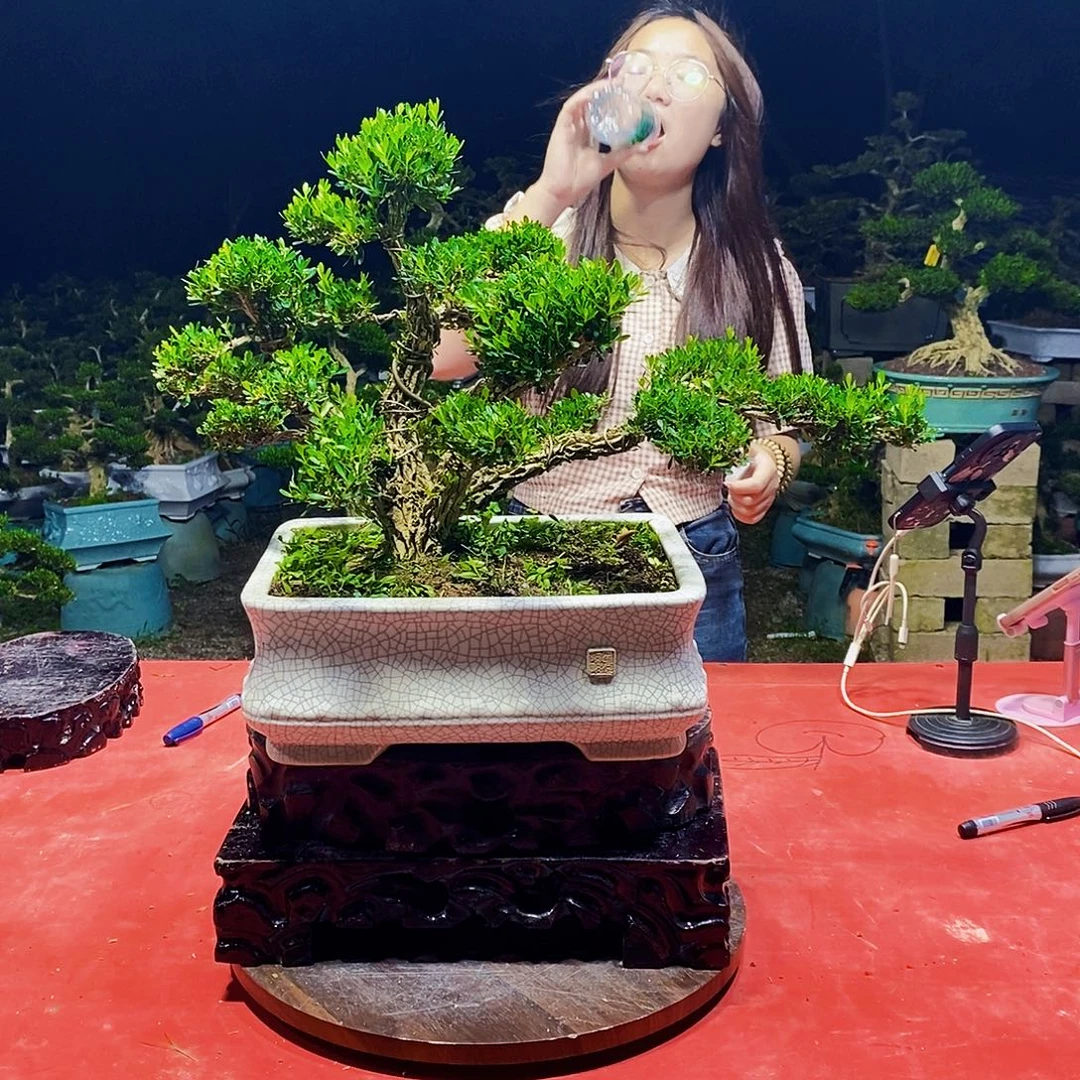 当前无花朵，栽培后可花朵