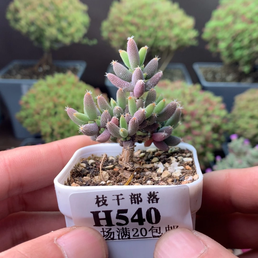 玉米540。