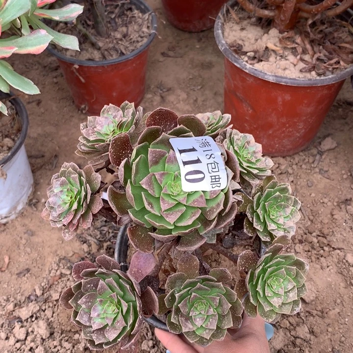 110黑魔手捧2号棚