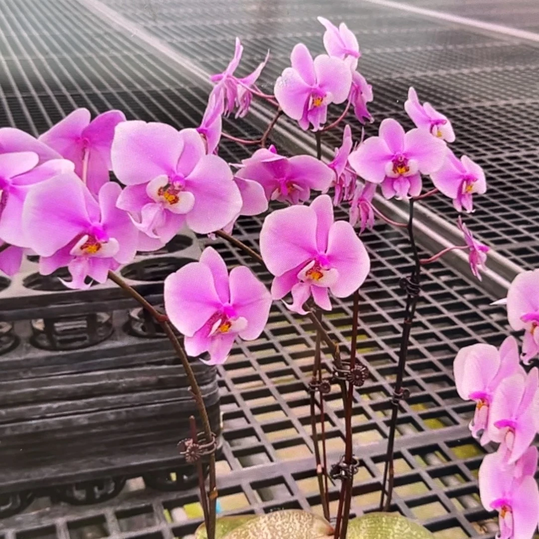 无花朵9寸粉墩墩抽梗苗
