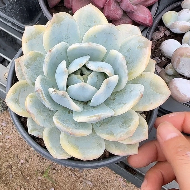 青蛙王子儿童牙膏11