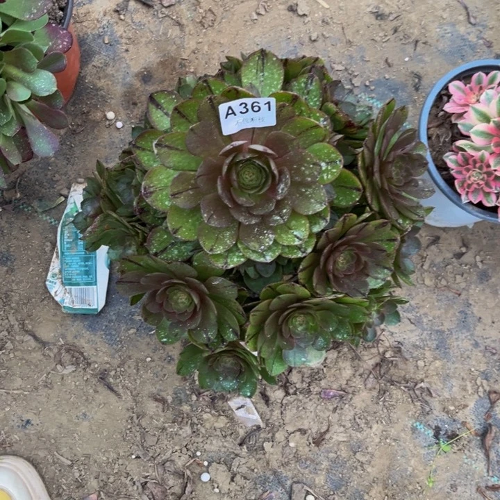 361万拉丝大颗多肉法师不包断枝