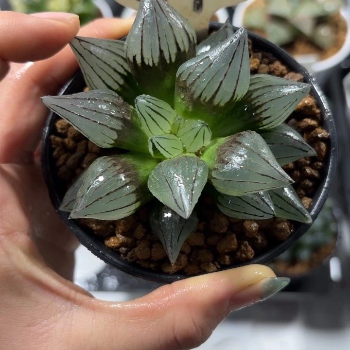 母本单头西瓜寿多肉植物