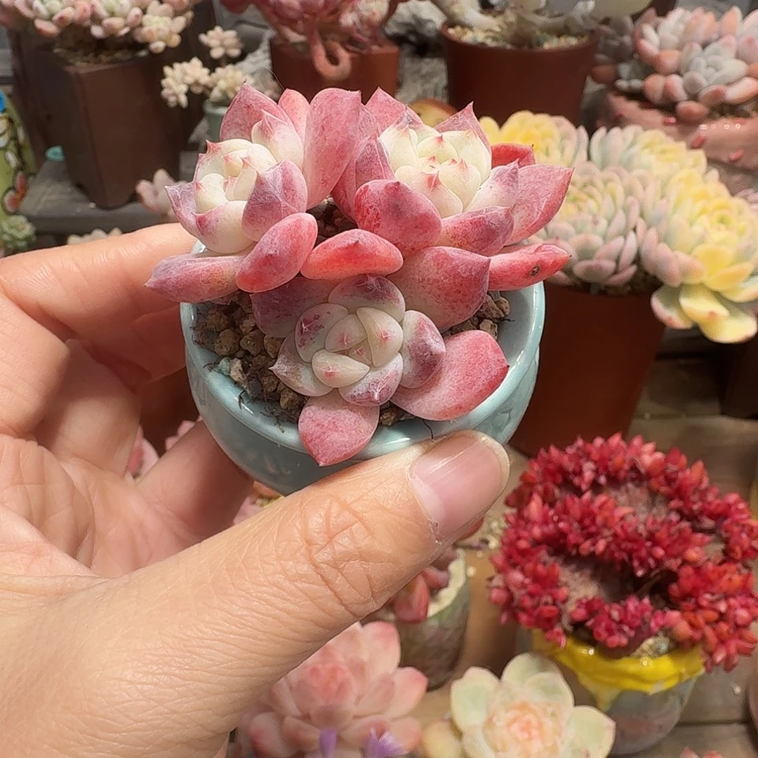 冰糕 多肉含盆土 一物一拍