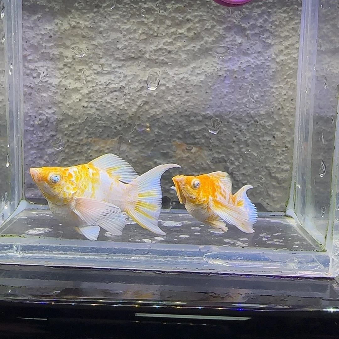 孔雀鱼樱花燕尾。12号