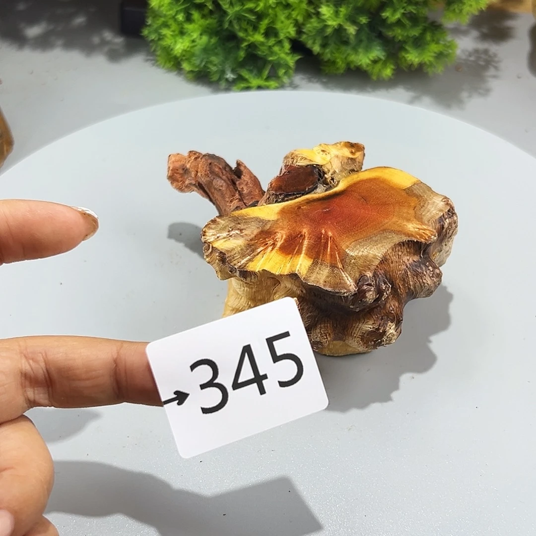 香榧木无*头火琉璃……