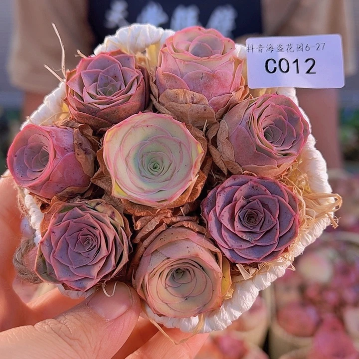 C012。 玫瑰混六角蓝。