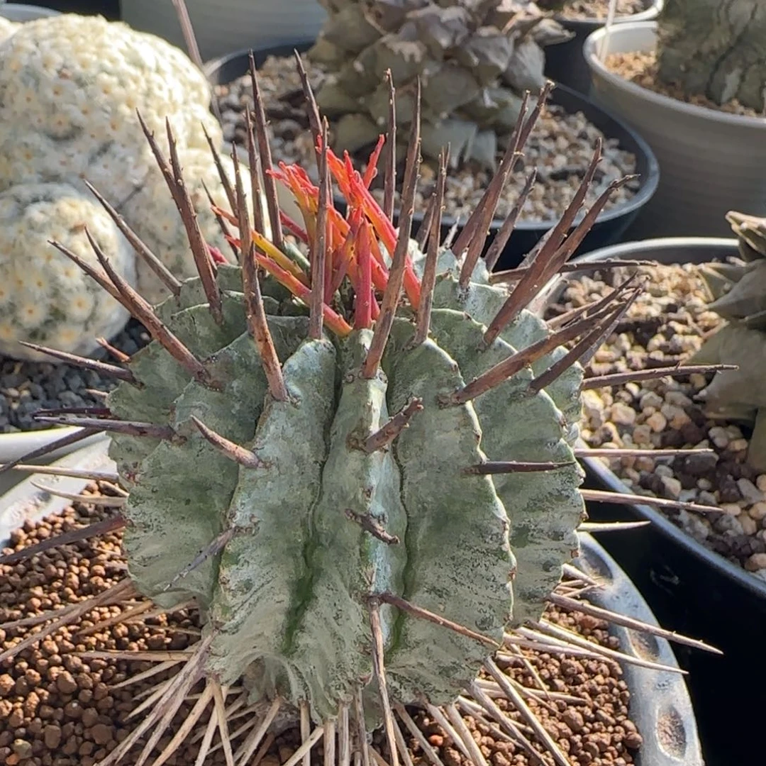 889脱土发 狂刺白衣