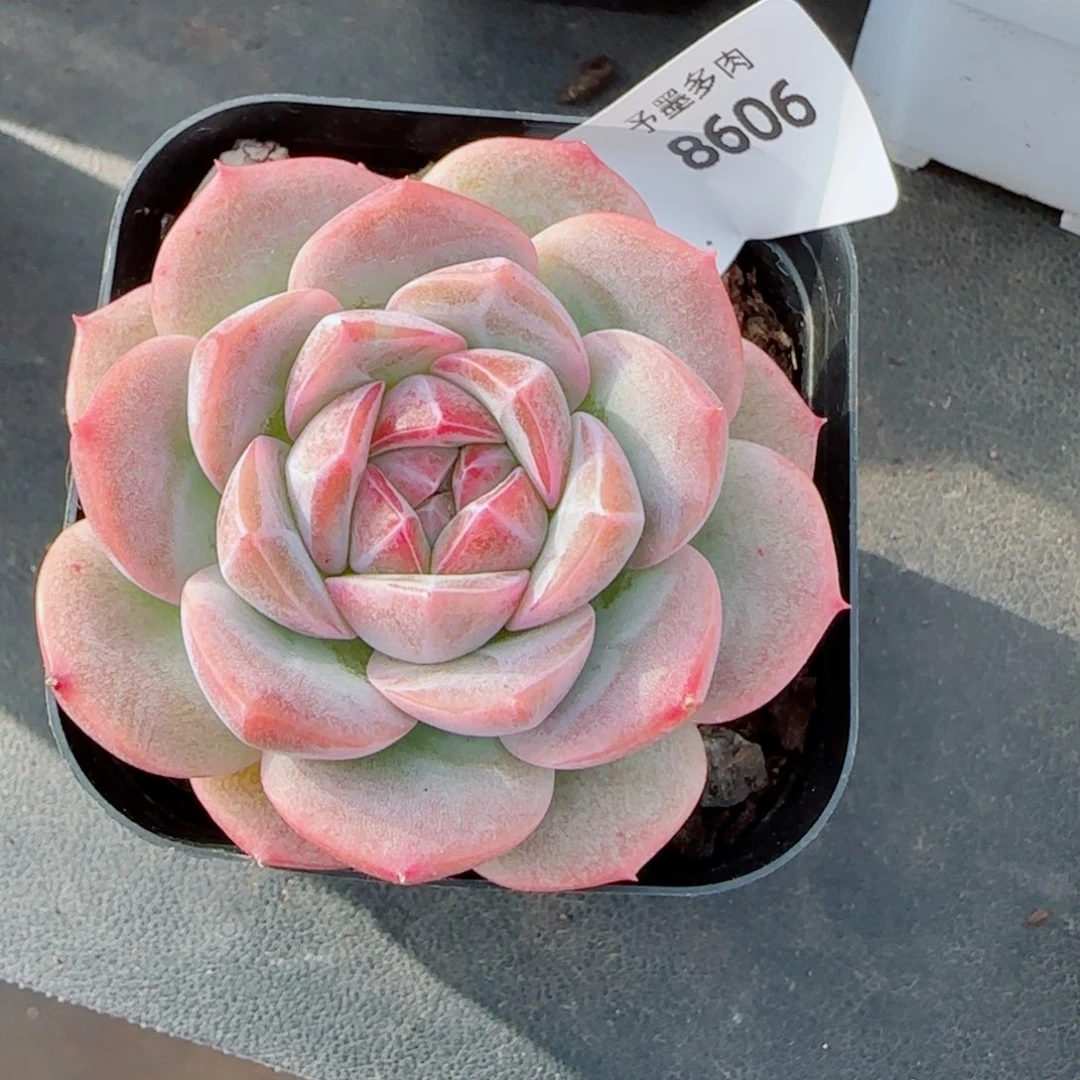 玄霜，8606多肉植物