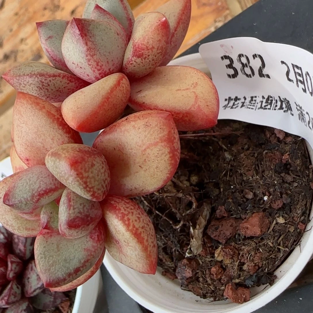 花语逸镜0205-382