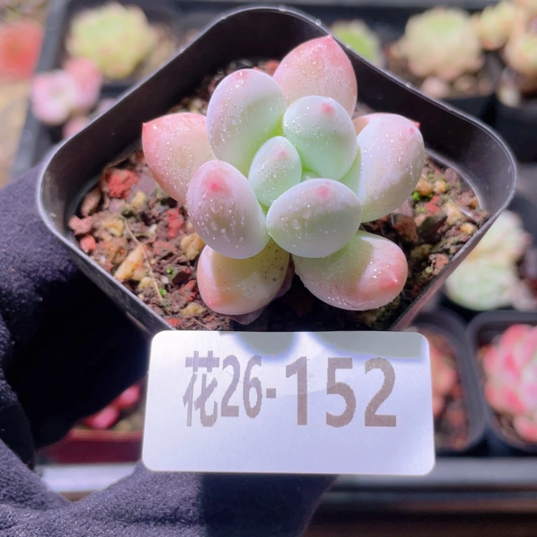 花利美26-152香水