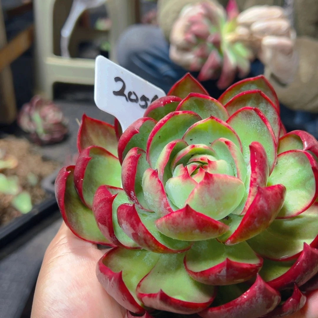 依*惊鸿仙子2056号缺水介意勿拍