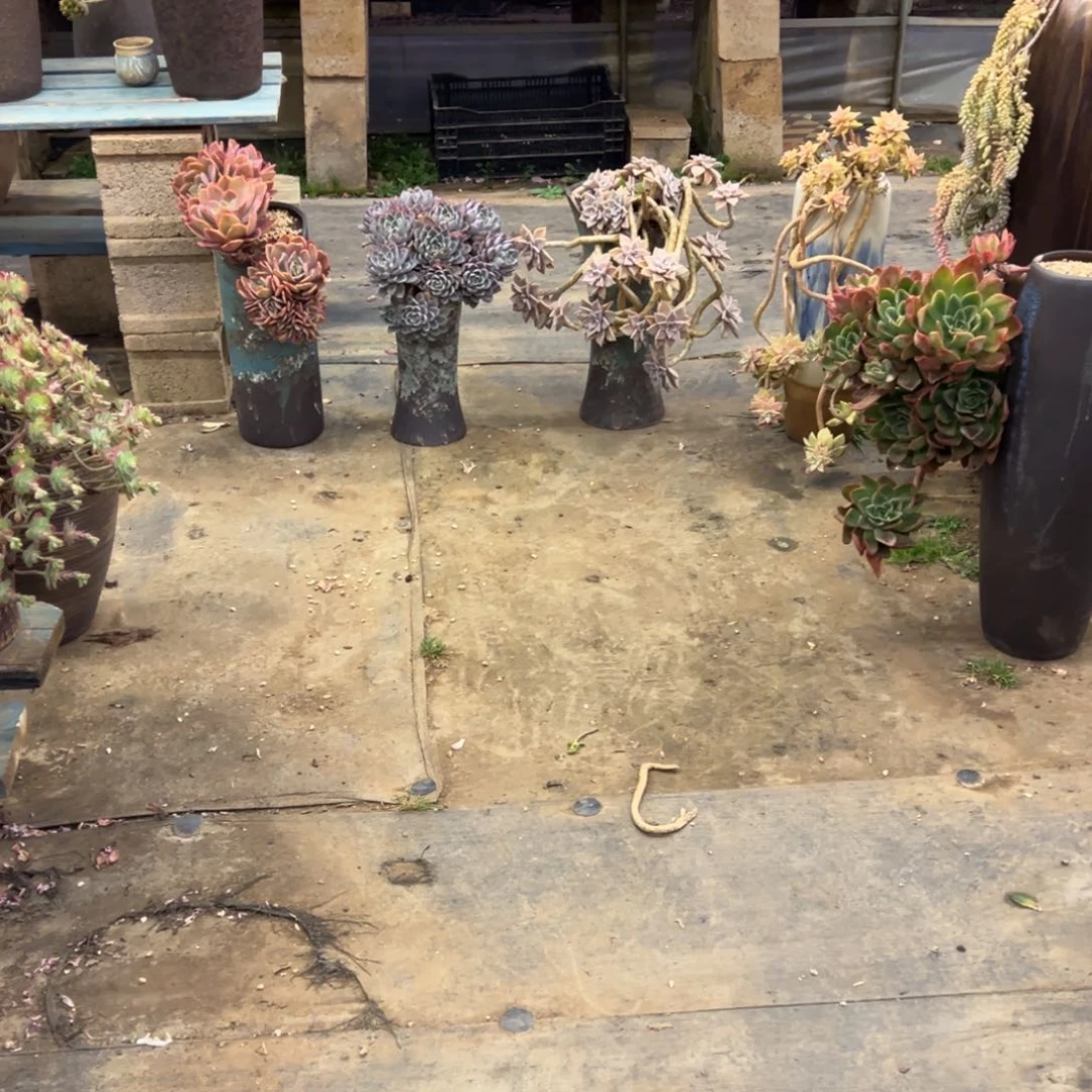 露养老桩推土裸根七颗肉肉