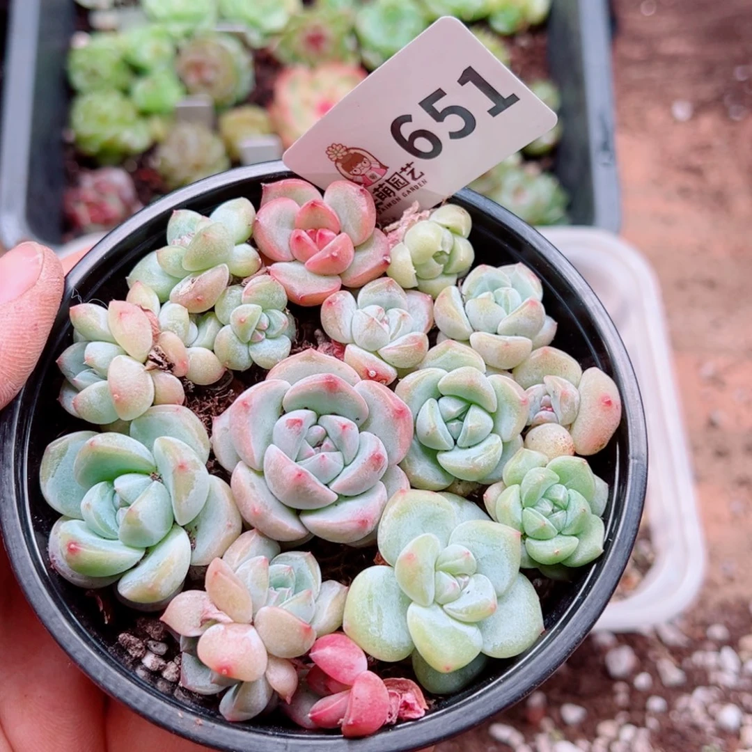 多肉植物多肉植物