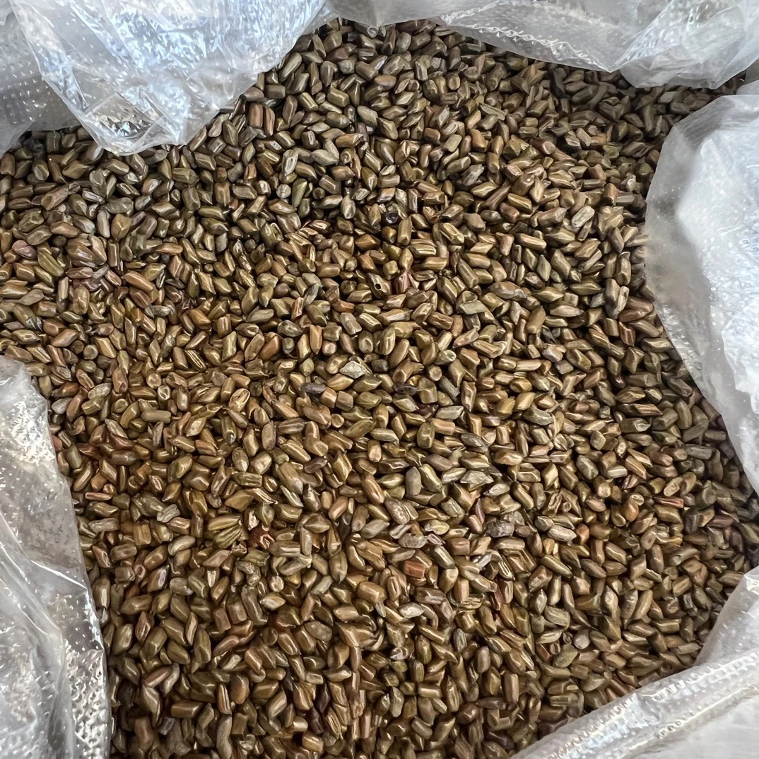 云南山货下山决明子干货精选正宗