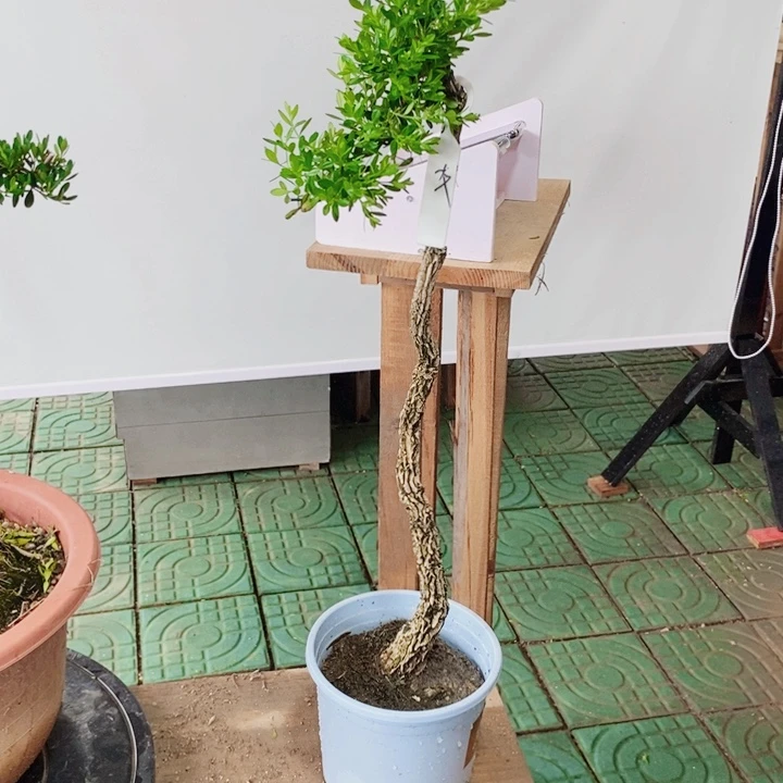 无花朵室内室外黄杨盆景