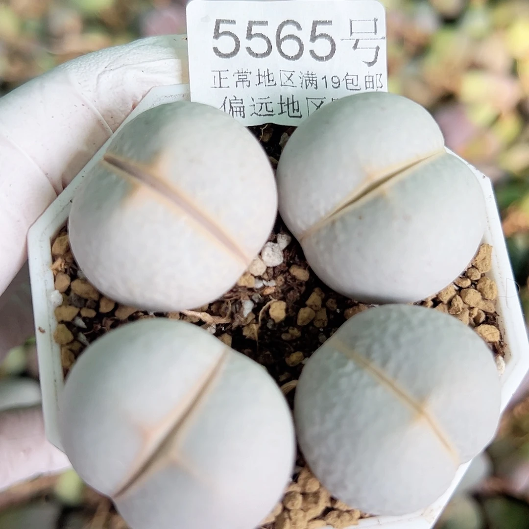 5565 好养易活生石花大母本