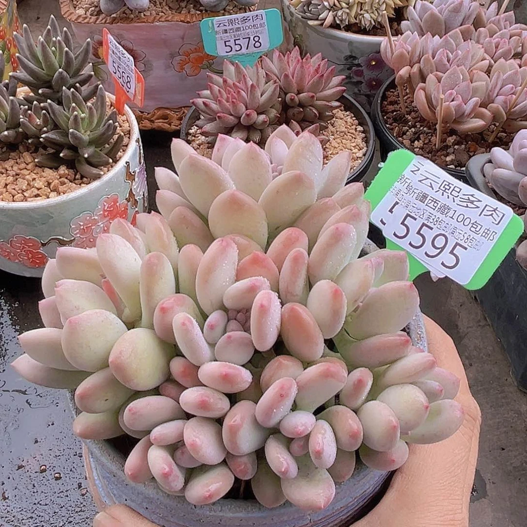 5595三日月美人。