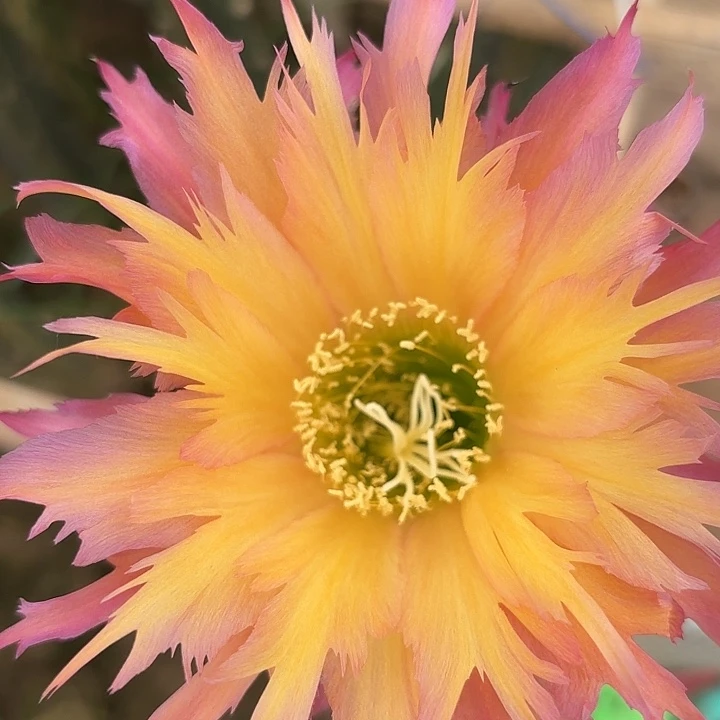 毛花柱 北极星 侧芽 0000