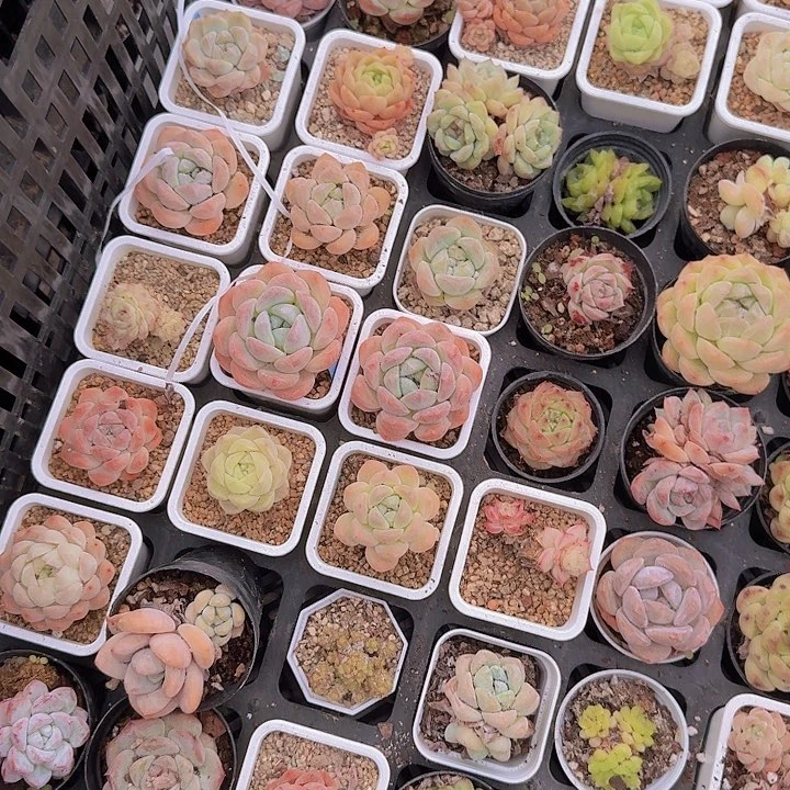 一组5个杂交精品，品种随机，